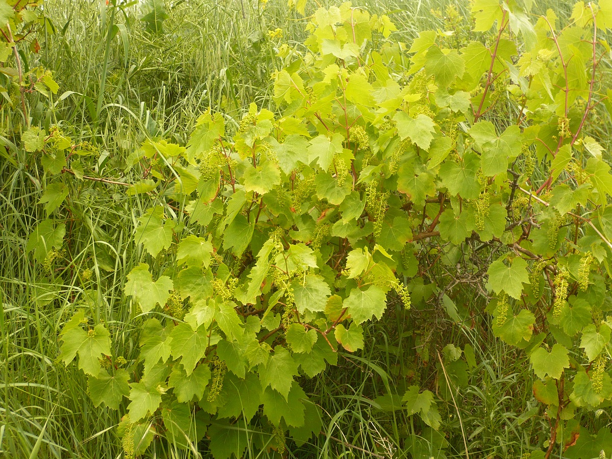 Vitis vinifera subsp. vinifera (Vitaceae)